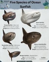 Image result for Mola mola
