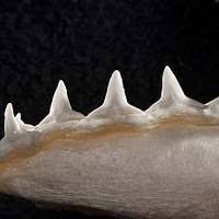 Image result for Nasolamia velox