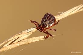 Attēlu rezultāti vaicājumam “Dermacentor reticulatus”