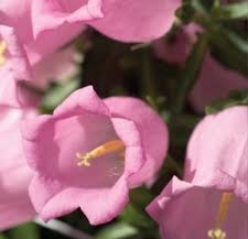 Image result for Campanula medium