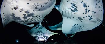 Image result for Manta Divers Sub-Aqua Club