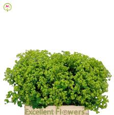 Attēlu rezultāti vaicājumam “Mollisia amenticola”