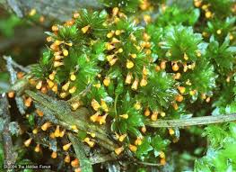 Attēlu rezultāti vaicājumam “Craterium minutum stalked”