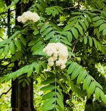 Attēlu rezultāti vaicājumam “Sorbus aucuparia flower”