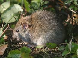 Attēlu rezultāti vaicājumam “Rattus norvegicus”