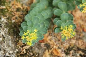 Attēlu rezultāti vaicājumam “Rhodiola rosea flower”