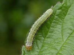 Attēlu rezultāti vaicājumam “Orthosia gracilis”