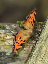 Attēlu rezultāti vaicājumam “Nymphalis polychloros upperside”