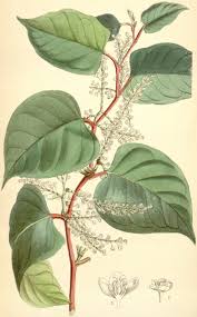 Attēlu rezultāti vaicājumam “Reynoutria japonica”