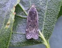 Attēlu rezultāti vaicājumam “Anacampsis blatariella”