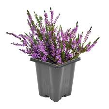 Attēlu rezultāti vaicājumam “Calluna vulgaris flower”