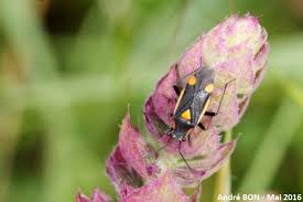 Attēlu rezultāti vaicājumam “Capsodes gothicus”