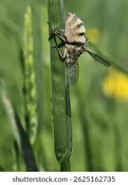 Attēlu rezultāti vaicājumam “Entomophthora”