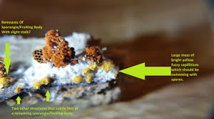 Attēlu rezultāti vaicājumam “Hemitrichia clavata stalked”