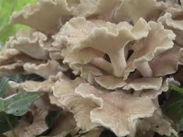 Attēlu rezultāti vaicājumam “Polyporus umbellatus”