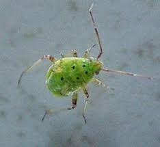 Attēlu rezultāti vaicājumam “Lygus nymph nymph”