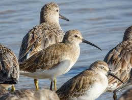 Attēlu rezultāti vaicājumam “Calidris ferruginea”