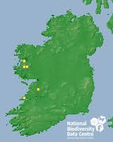 Attēlu rezultāti vaicājumam “Acrocordia gemmata”