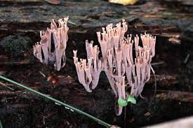 Attēlu rezultāti vaicājumam “Leocarpus sp.”