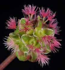 Attēlu rezultāti vaicājumam “Poterium sanguisorba flower”