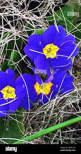 Attēlu rezultāti vaicājumam “Primulaceae”