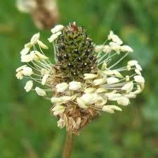 Attēlu rezultāti vaicājumam “Plantago lanceolata flower”