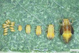 Attēlu rezultāti vaicājumam “Lycogala asperum sessile”