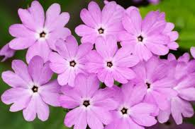 Attēlu rezultāti vaicājumam “Primula”