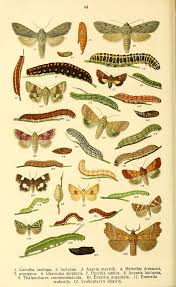 Attēlu rezultāti vaicājumam “Anarta myrtilli larva”