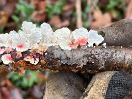 Attēlu rezultāti vaicājumam “Plicaturopsis crispa”