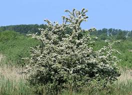 Attēlu rezultāti vaicājumam “Crataegus monogyna”