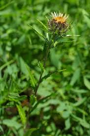 Attēlu rezultāti vaicājumam “Carlina biebersteinii”