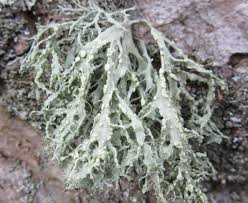 Attēlu rezultāti vaicājumam “Ramalina farinacea”