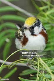 Image result for Dendroica pensylvanica