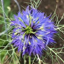 Image result for Nigella damascena