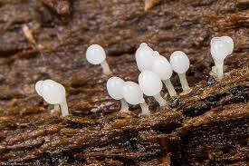 Attēlu rezultāti vaicājumam “Arcyria cinerea”