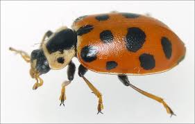 Attēlu rezultāti vaicājumam “Hippodamia tredecimpunctata”