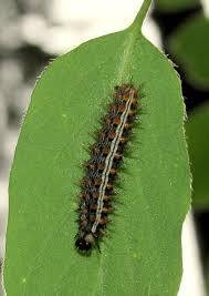 Attēlu rezultāti vaicājumam “Argynnis paphia larva”
