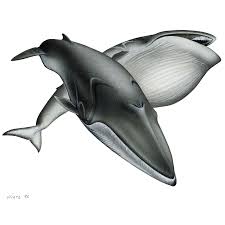 Image result for Balaenoptera borealis