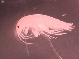 Attēlu rezultāti vaicājumam “Amphipoda”