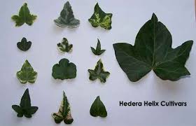 Attēlu rezultāti vaicājumam “Hedera helix  leaf”