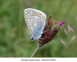 Attēlu rezultāti vaicājumam “Polyommatus icarus”