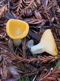 Attēlu rezultāti vaicājumam “Sowerbyella radiculata”