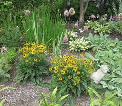 Image result for Rudbeckia fulgida