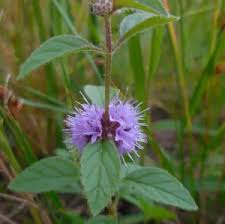Attēlu rezultāti vaicājumam “Mentha arvensis flower”