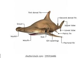 Image result for Sphyrna