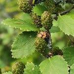 Attēlu rezultāti vaicājumam “Betula humilis”