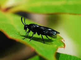 Attēlu rezultāti vaicājumam “Argidae”