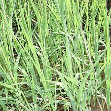 Attēlu rezultāti vaicājumam “Leersia oryzoides”