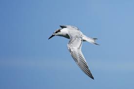 Attēlu rezultāti vaicājumam “Sterna sandvicensis”